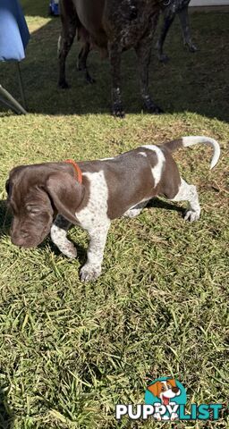 German Shorthaired Pointer Puppies - 7 weeks old