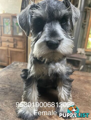 Mini Schnauzer