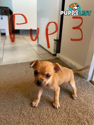 Chihuahua puppy LAST ONE of the litter