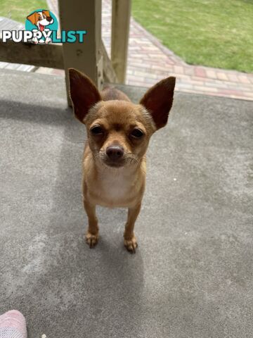 Chihuahua puppy LAST ONE of the litter