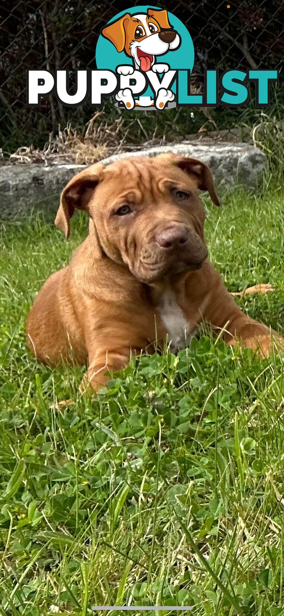 XL Bullie Puppie for sale