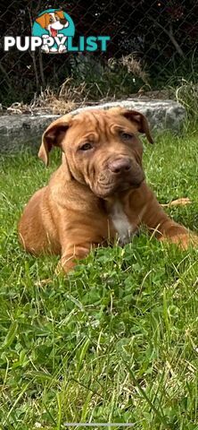 XL Bullie Puppie for sale