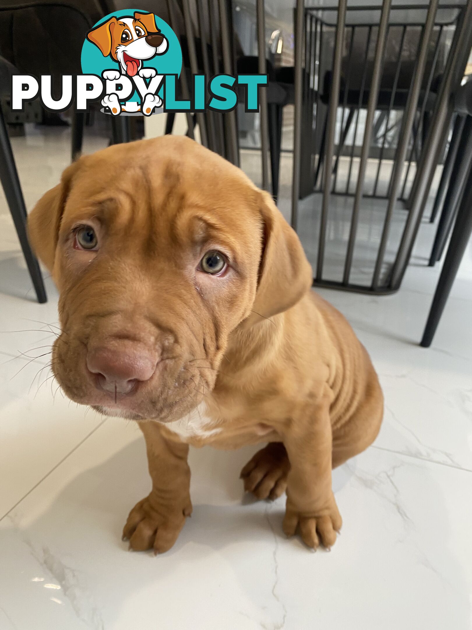 XL Bullie Puppie for sale