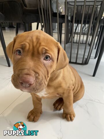 XL Bullie Puppie for sale