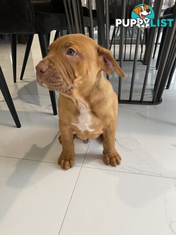 XL Bullie Puppie for sale