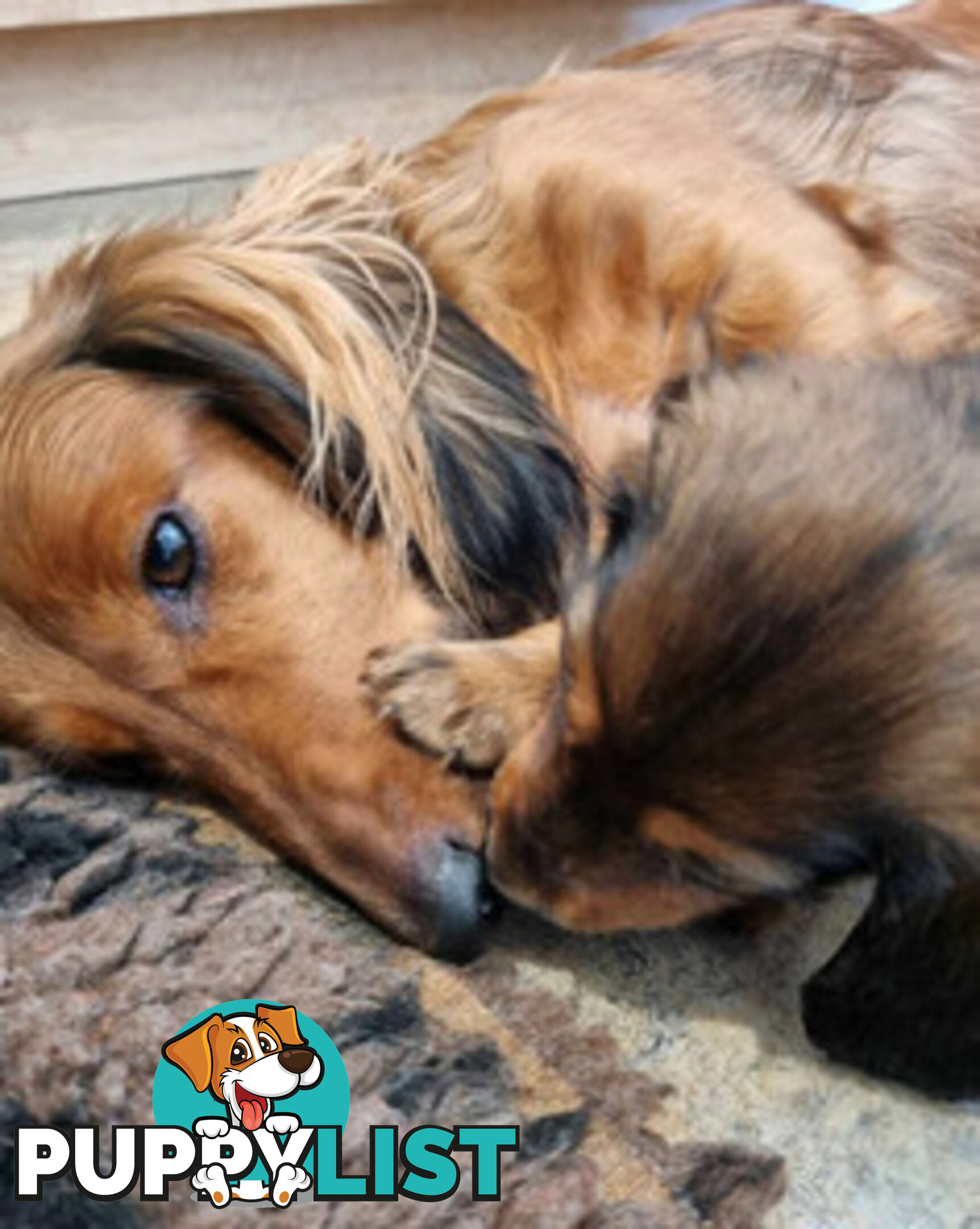 Dachshund Standard Long Haired Puppies