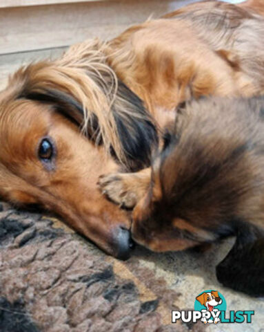 Dachshund Standard Long Haired Puppies