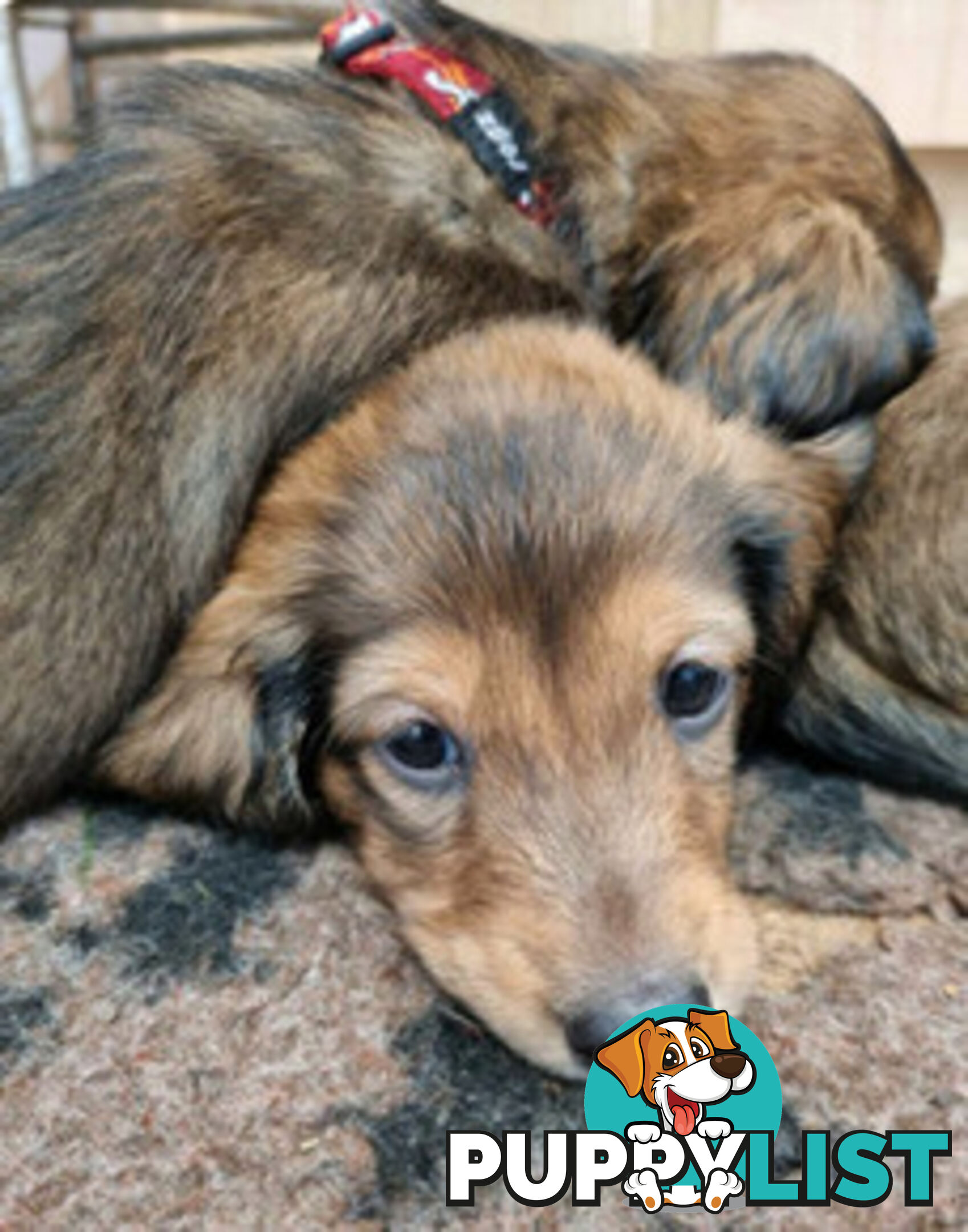 Dachshund Standard Long Haired Puppies