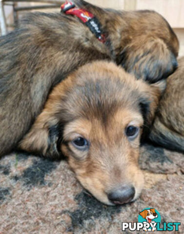 Dachshund Standard Long Haired Puppies