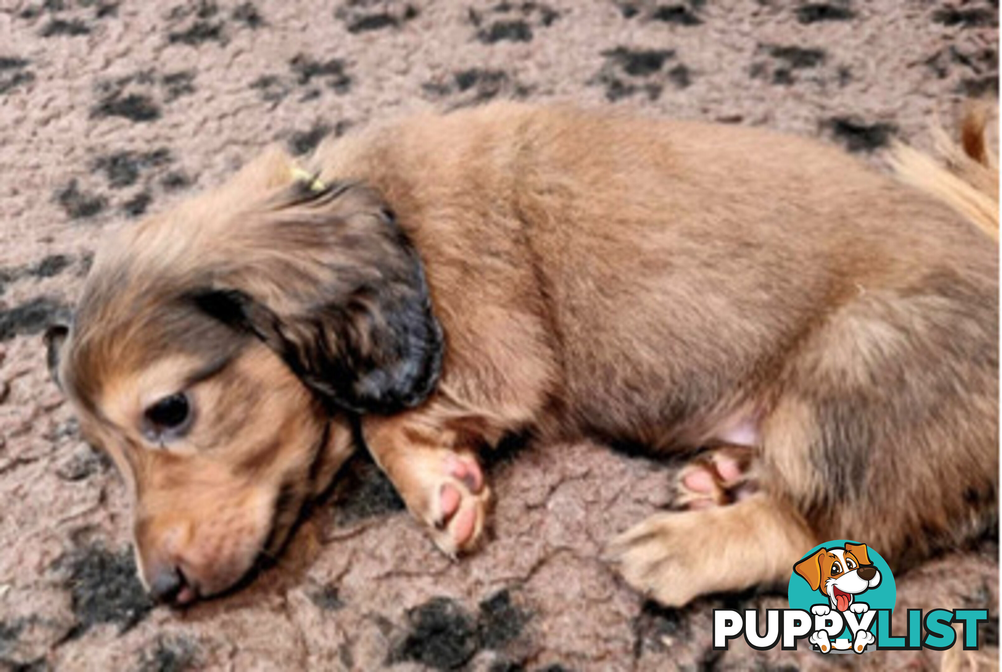 Dachshund Standard Long Haired Puppies