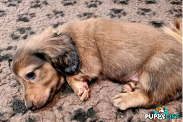 Dachshund Standard Long Haired Puppies