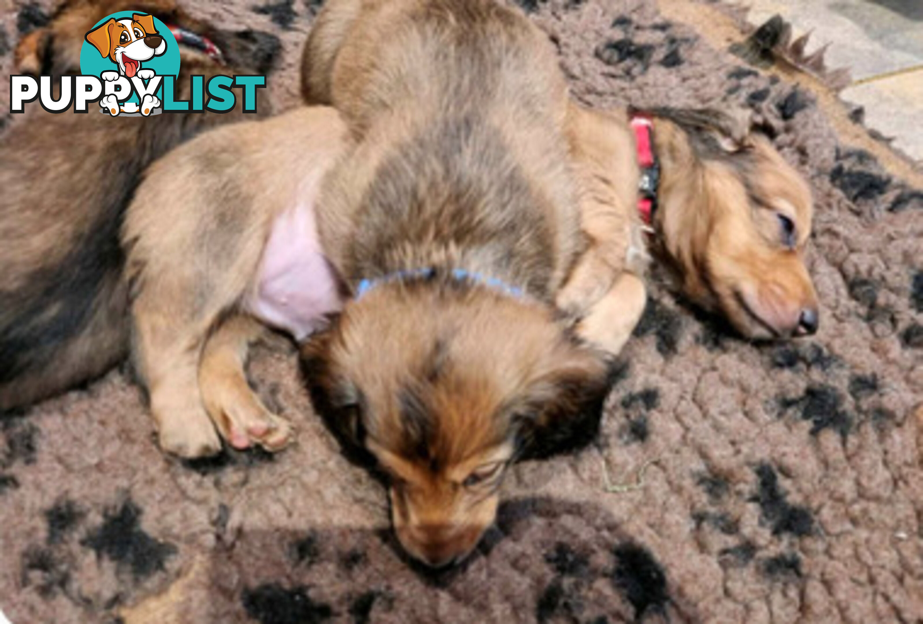 Dachshund Standard Long Haired Puppies