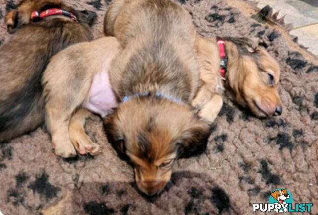 Dachshund Standard Long Haired Puppies