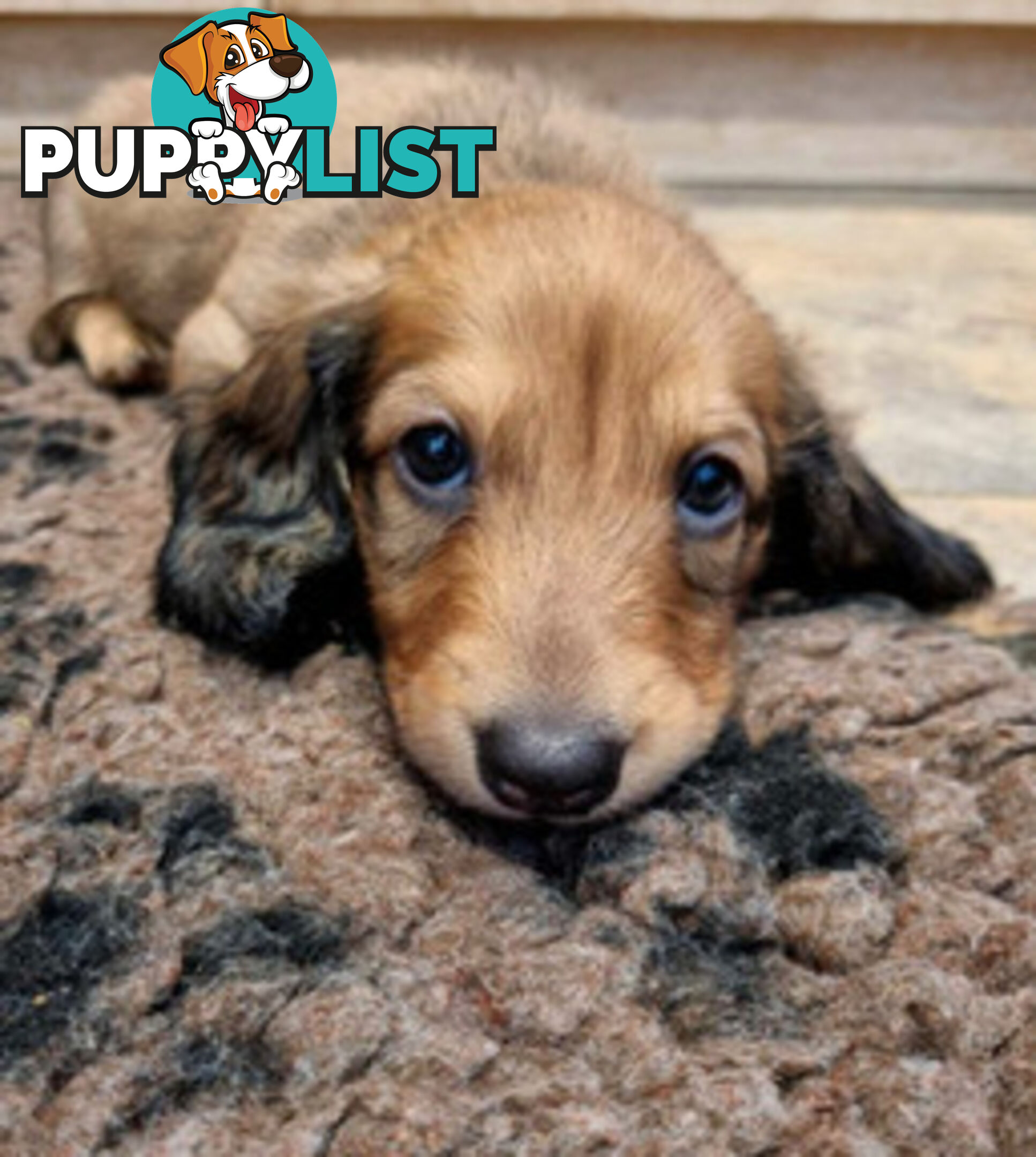 Dachshund Standard Long Haired Puppies