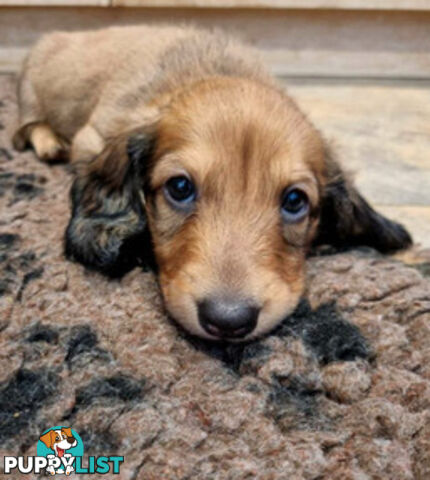 Dachshund Standard Long Haired Puppies