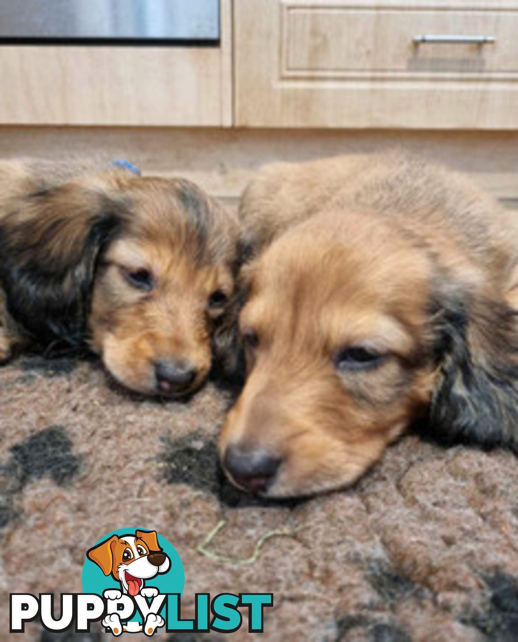 Dachshund Standard Long Haired Puppies