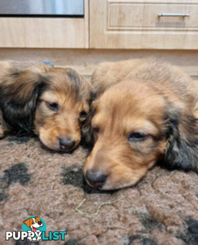 Dachshund Standard Long Haired Puppies