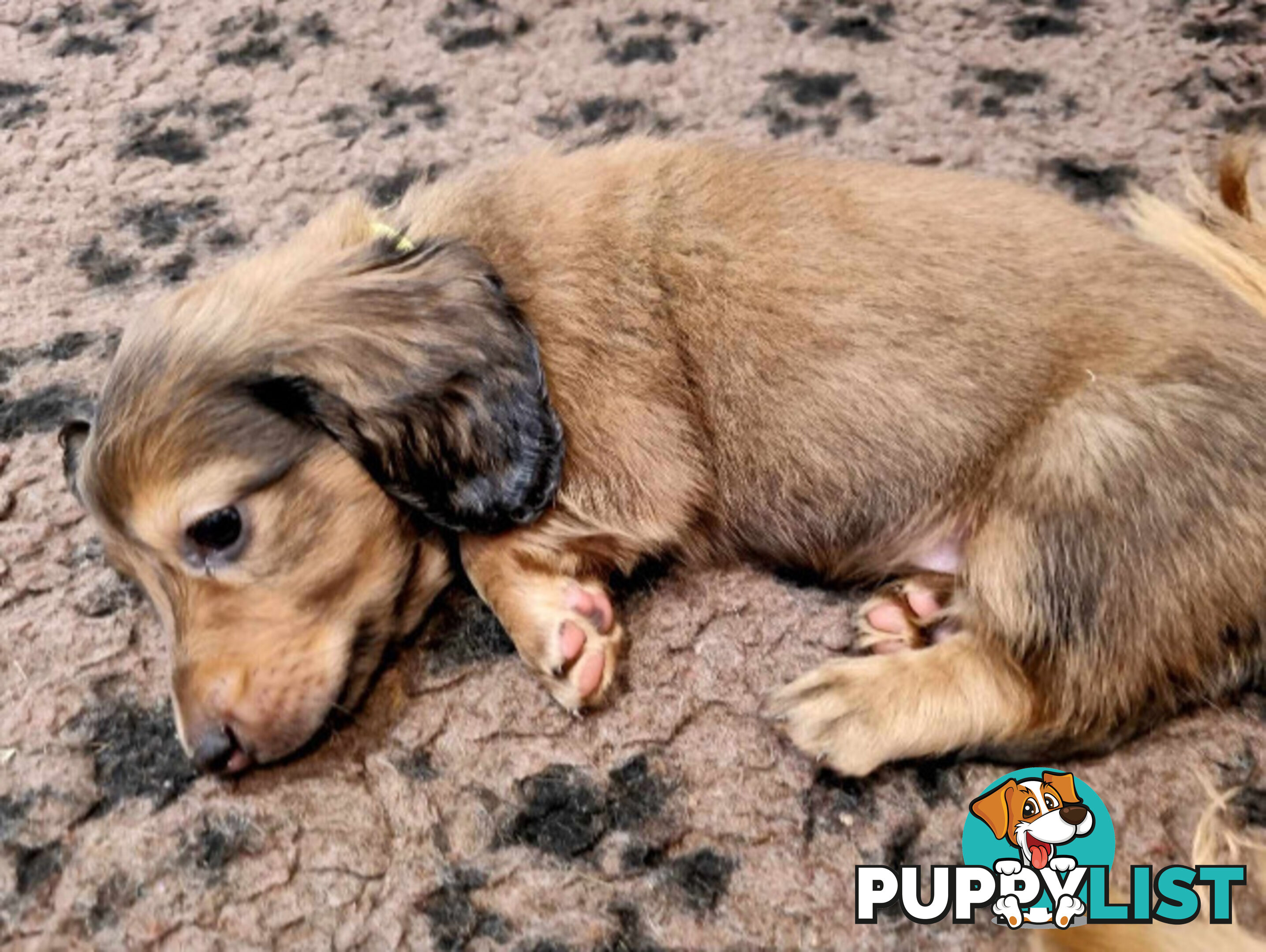 Dachshund Standard Long Haired Puppies