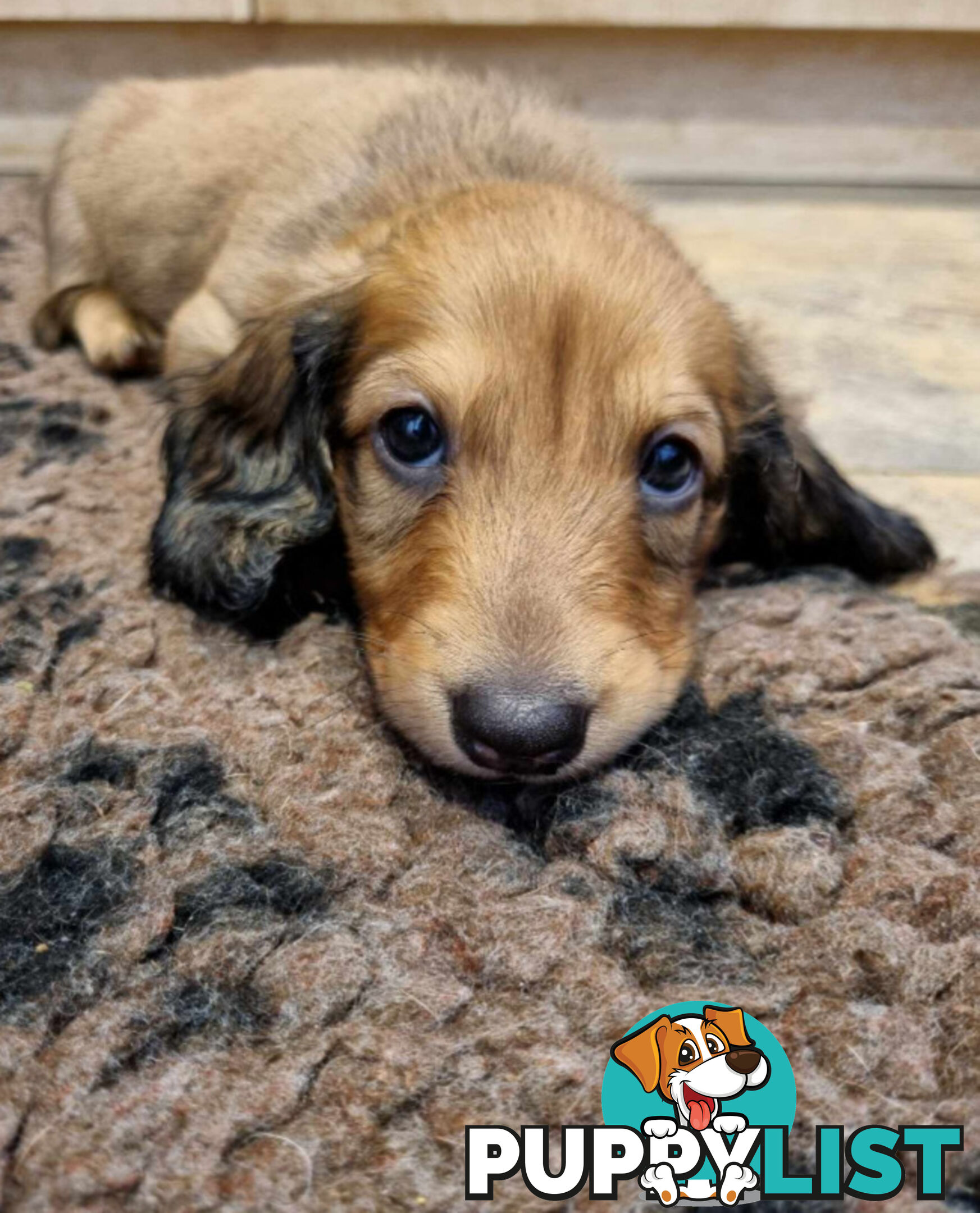 Dachshund Standard Long Haired Puppies