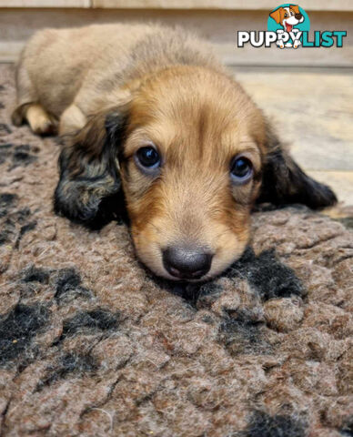 Dachshund Standard Long Haired Puppies