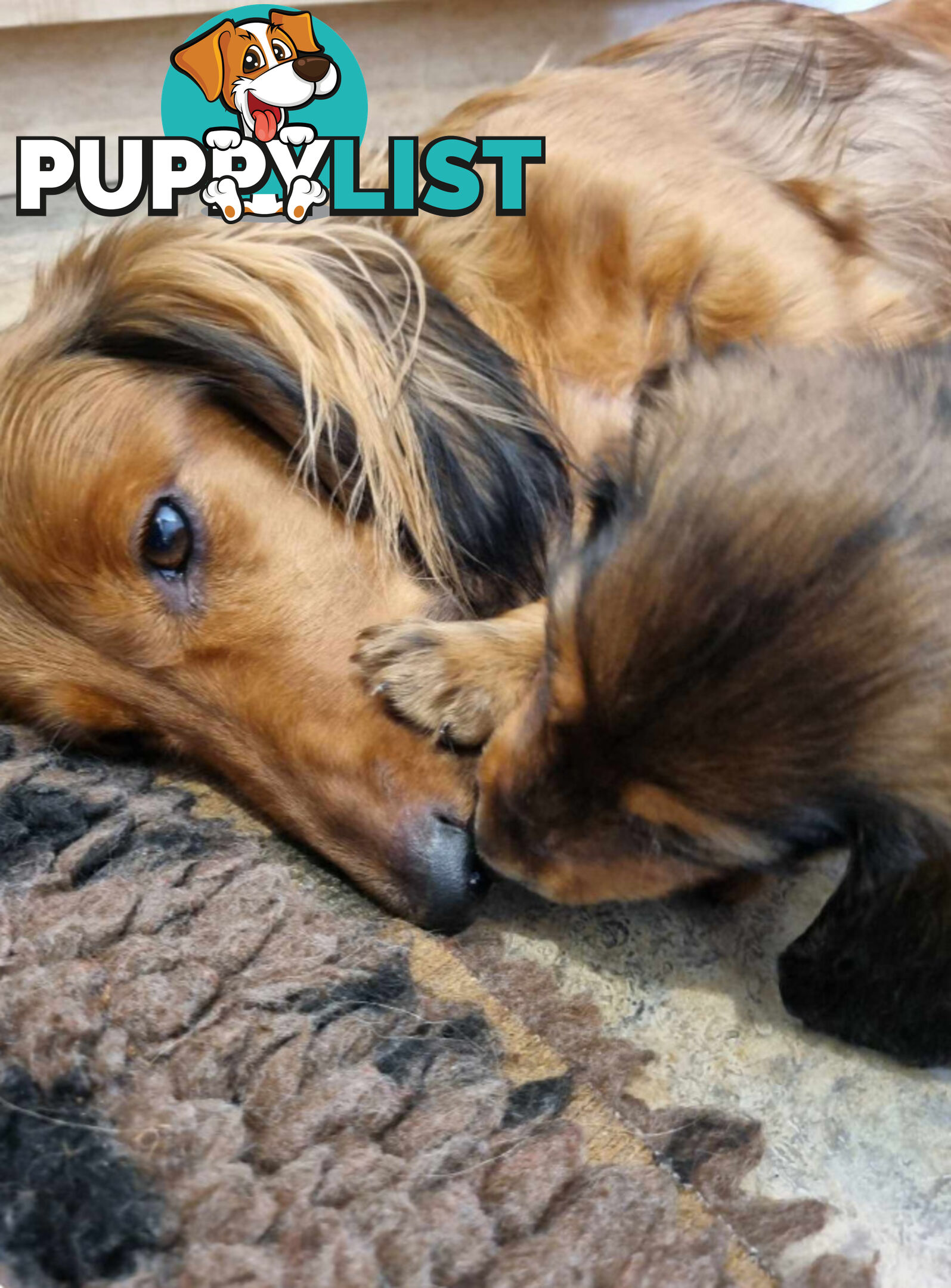 Dachshund Standard Long Haired Puppies