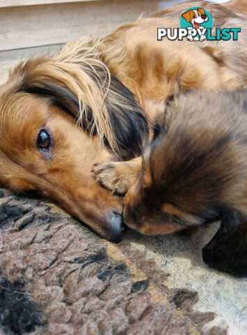 Dachshund Standard Long Haired Puppies