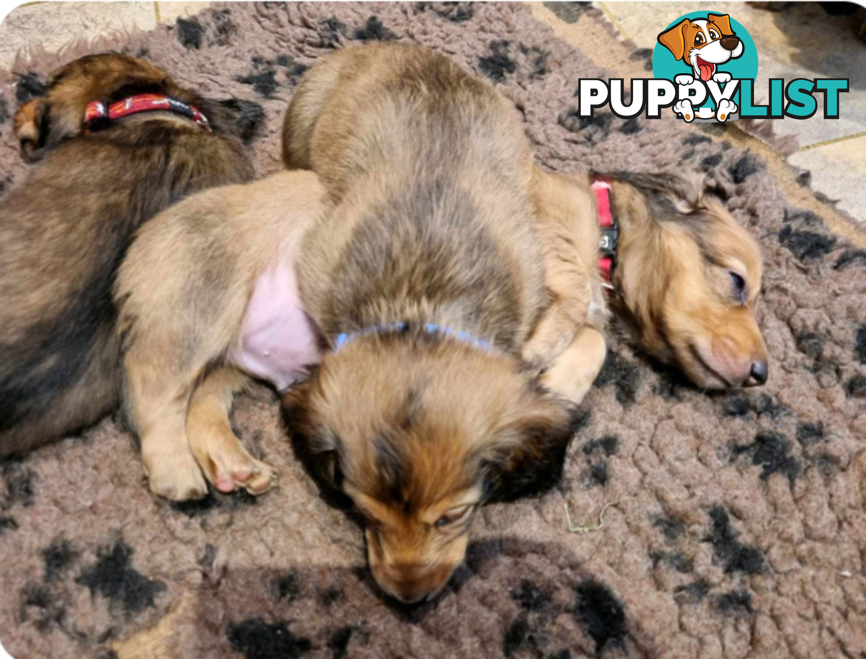 Dachshund Standard Long Haired Puppies