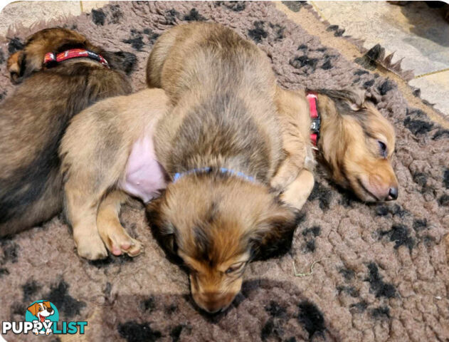 Dachshund Standard Long Haired Puppies