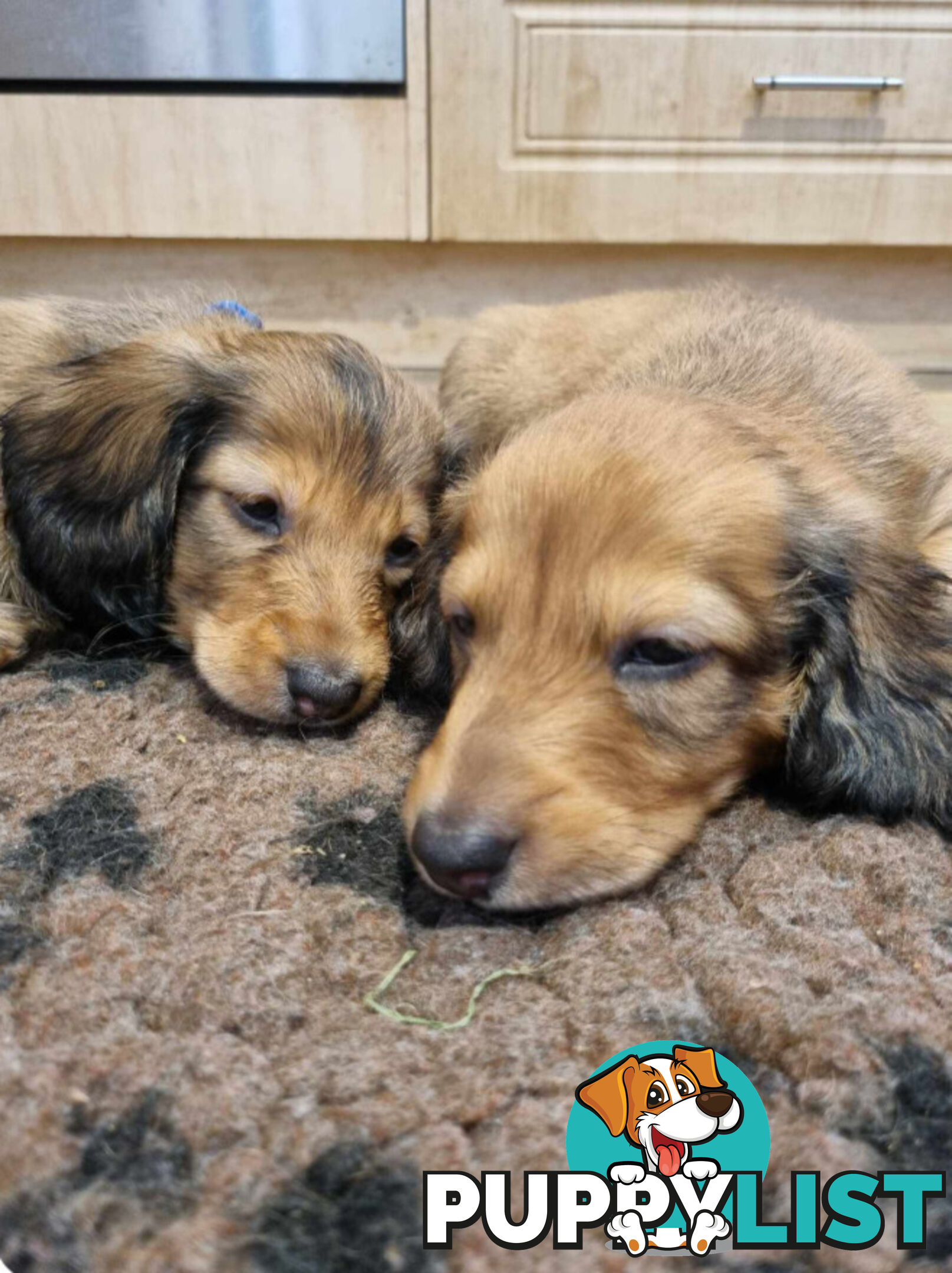 Dachshund Standard Long Haired Puppies