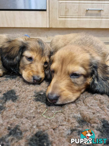 Dachshund Standard Long Haired Puppies