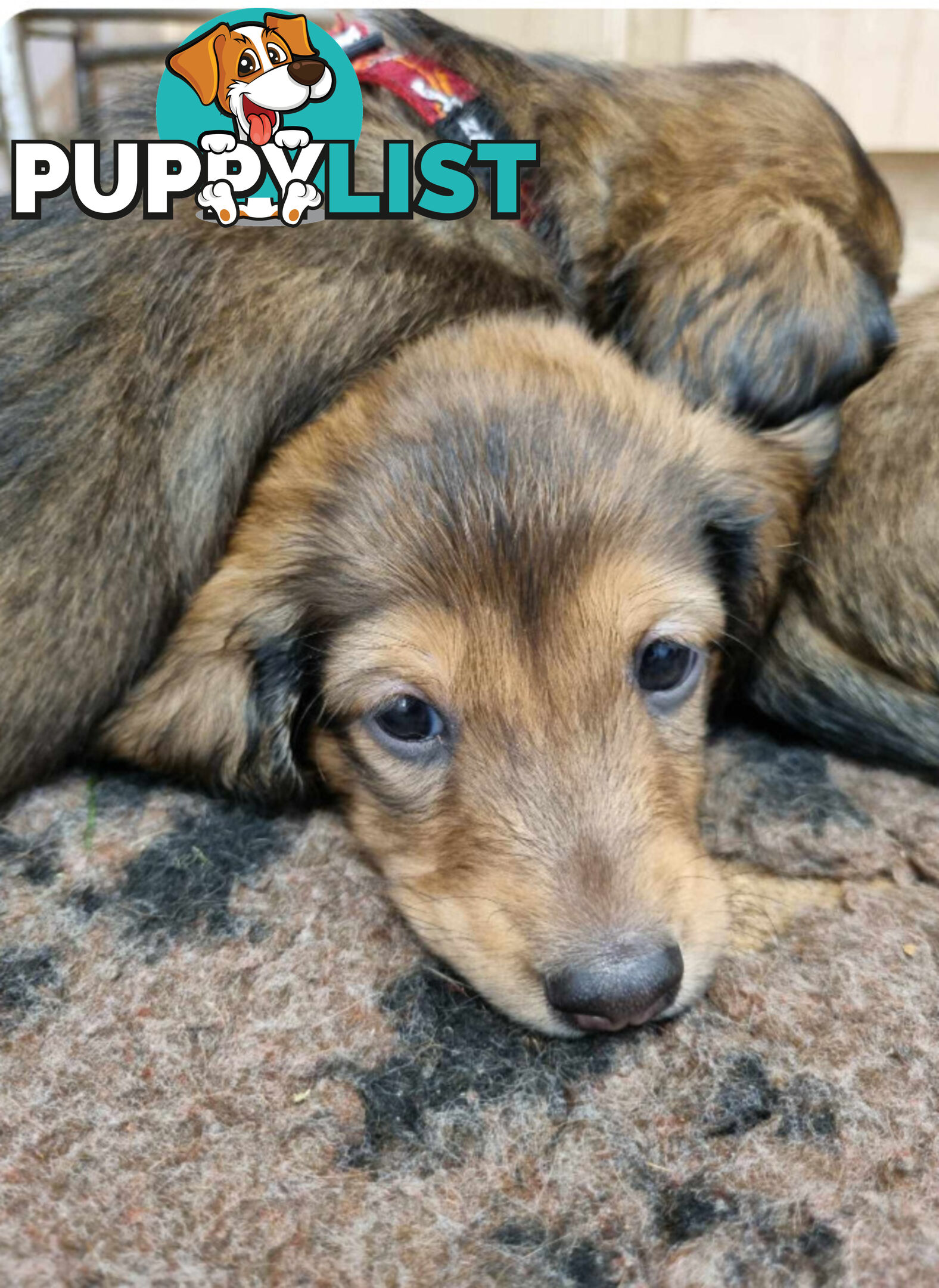 Dachshund Standard Long Haired Puppies