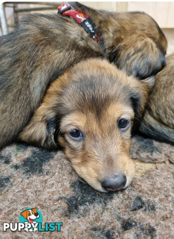 Dachshund Standard Long Haired Puppies