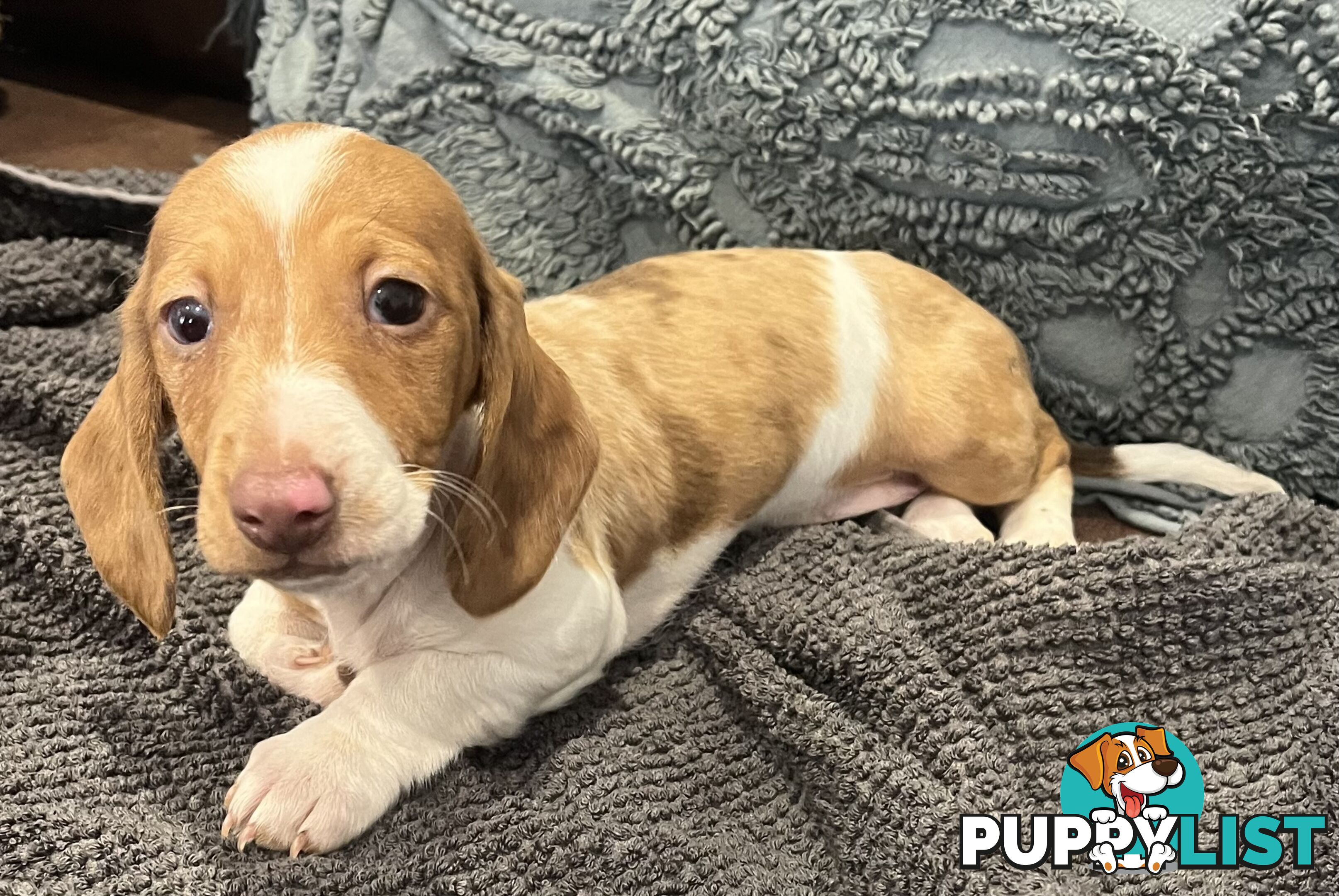 Dachshund Puppies ready for their forever homes now