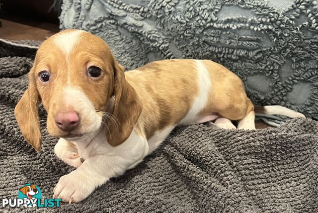 Dachshund Puppies ready for their forever homes now