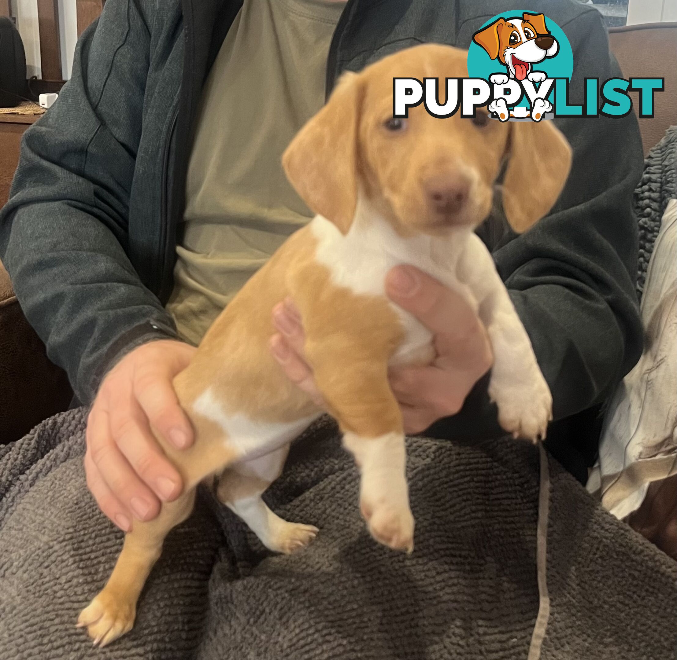 Dachshund Puppies ready for their forever homes now