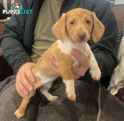 Dachshund Puppies ready for their forever homes now