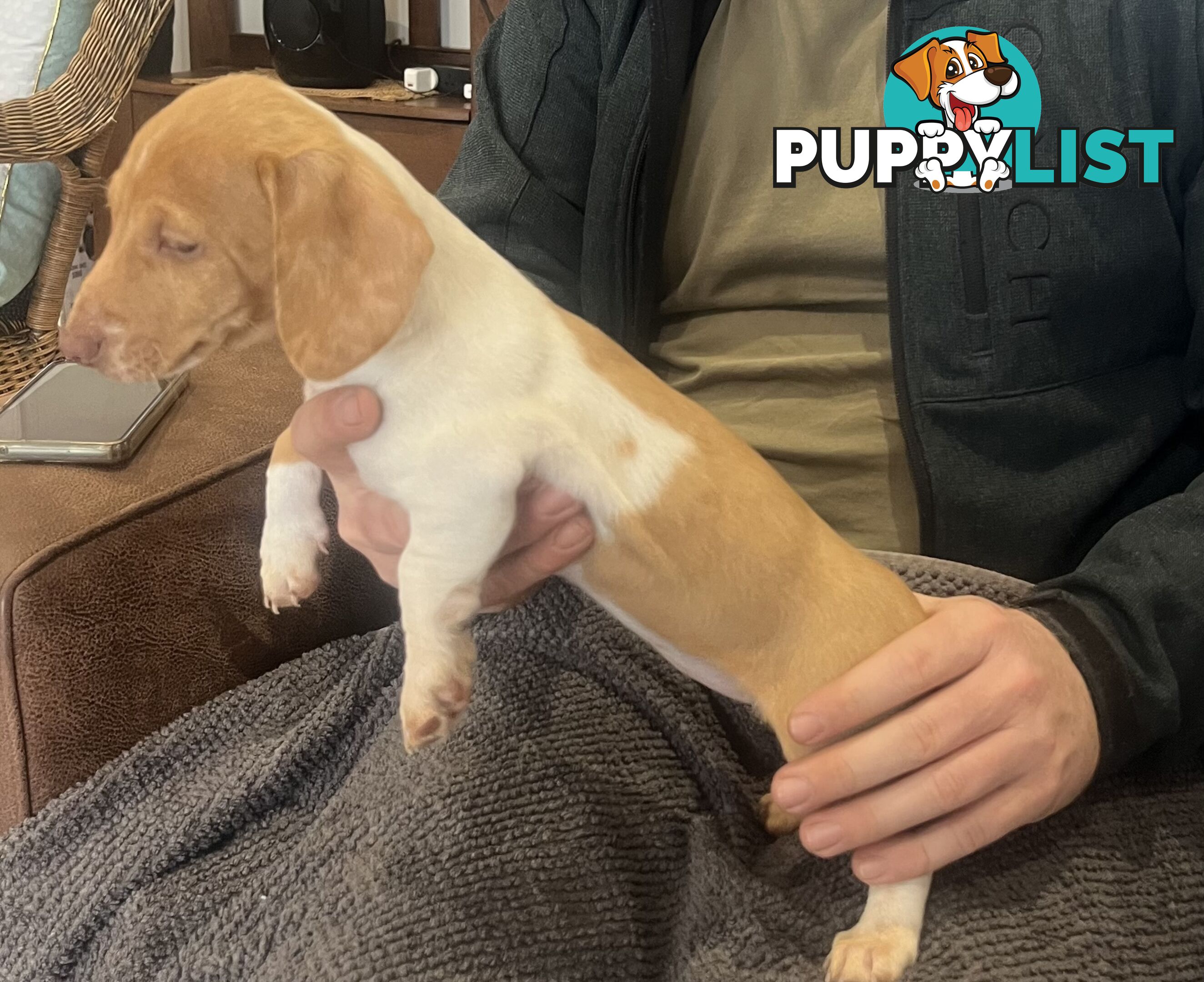 Dachshund Puppies ready for their forever homes now