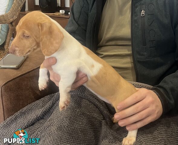 Dachshund Puppies ready for their forever homes now