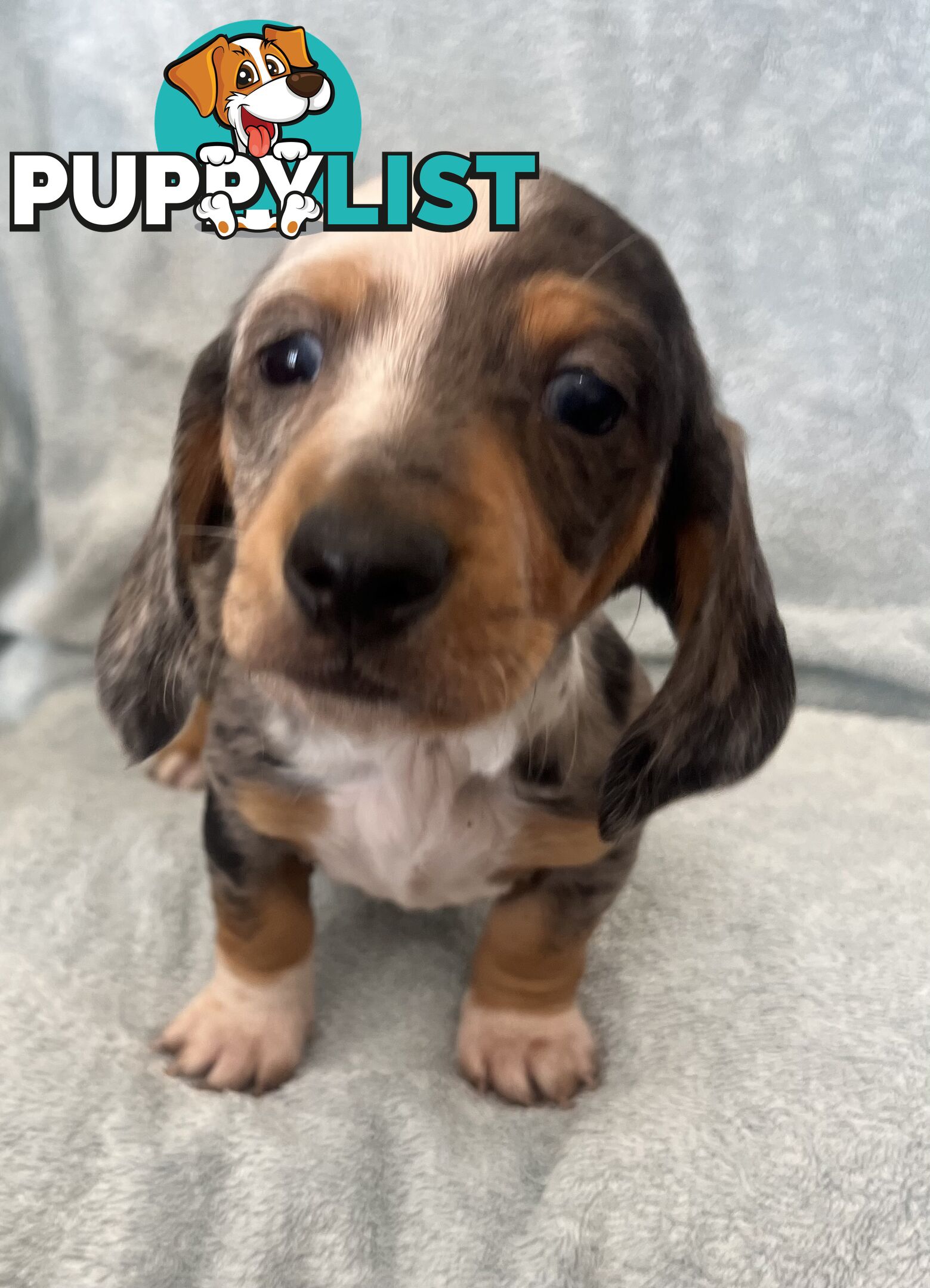 Dachshund Puppies ready for their forever homes now