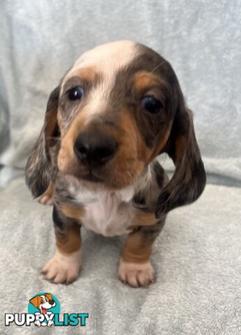 Dachshund Puppies ready for their forever homes now