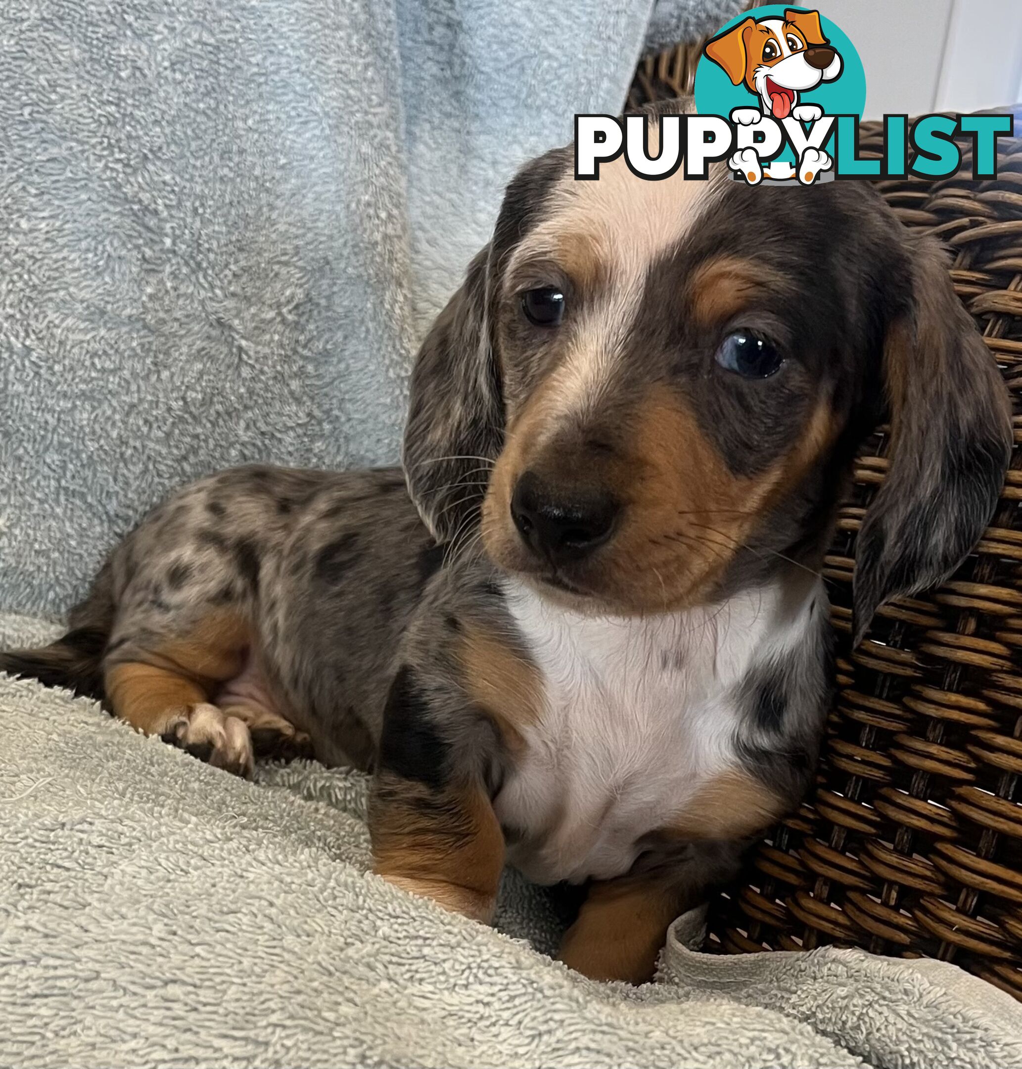 Dachshund Puppies ready for their forever homes now