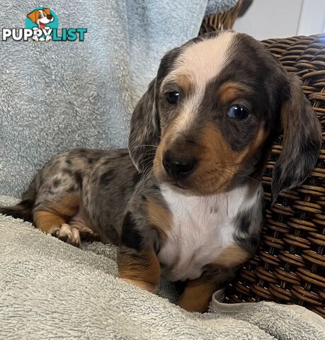 Dachshund Puppies ready for their forever homes now