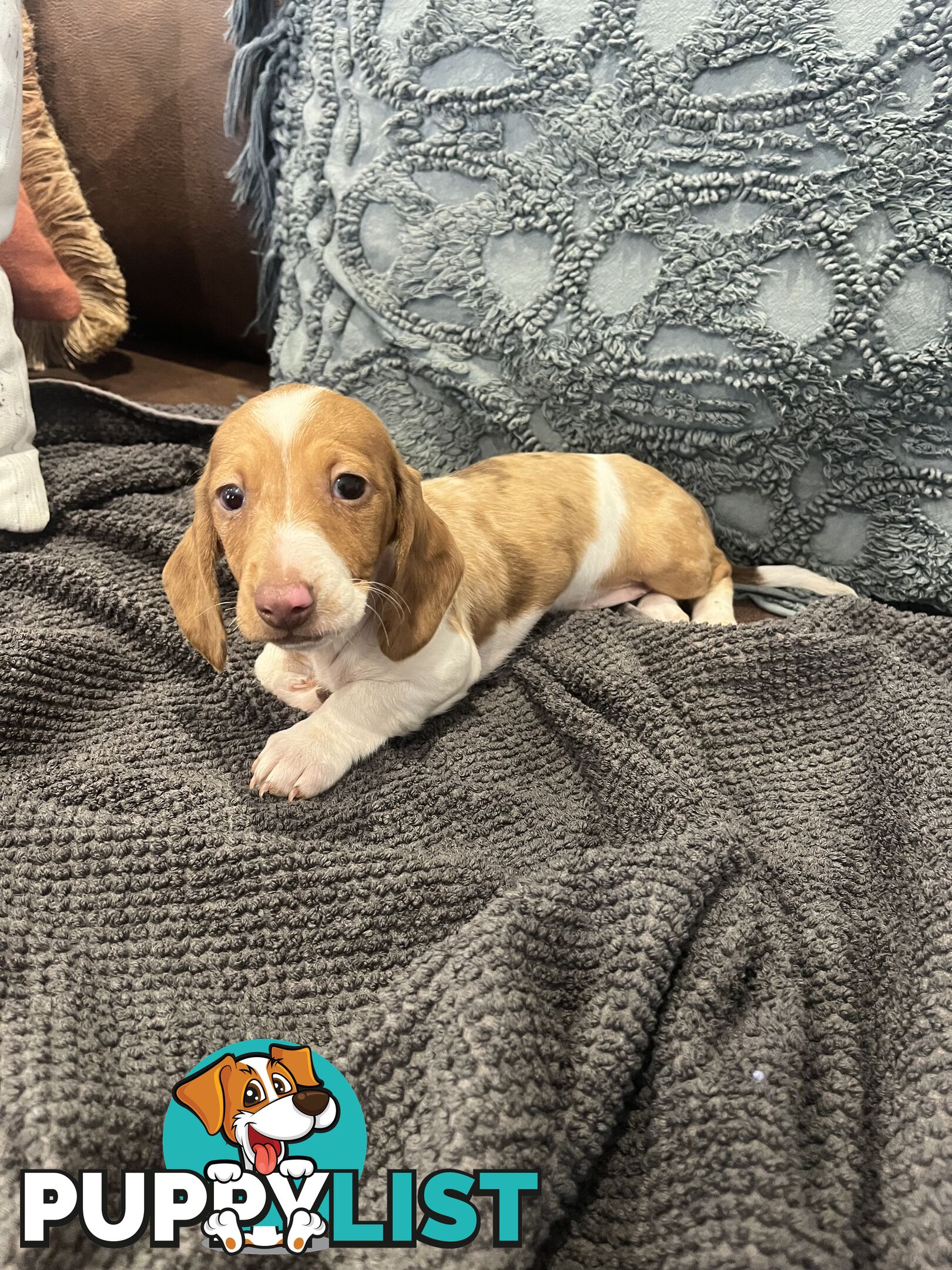 Dachshund Puppies ready for their forever homes now