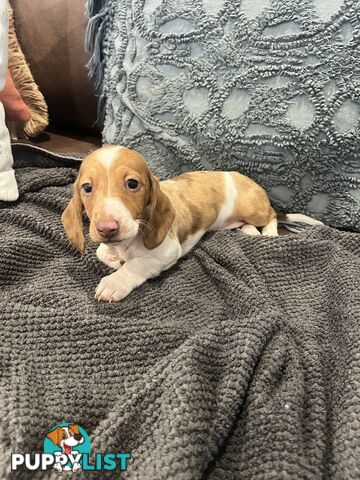 Dachshund Puppies ready for their forever homes now