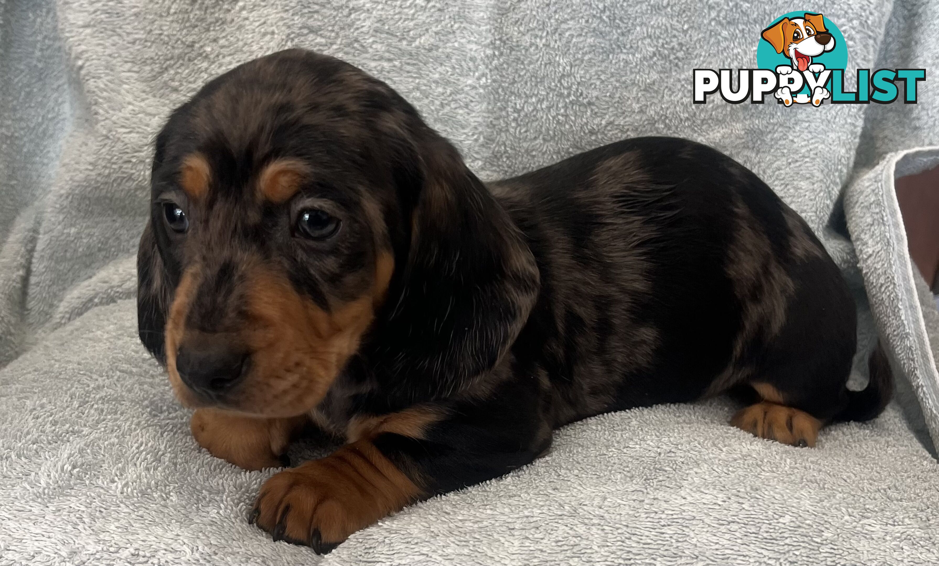 Dachshund Puppies ready for their forever homes now