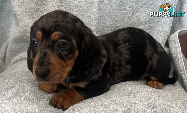 Dachshund Puppies ready for their forever homes now