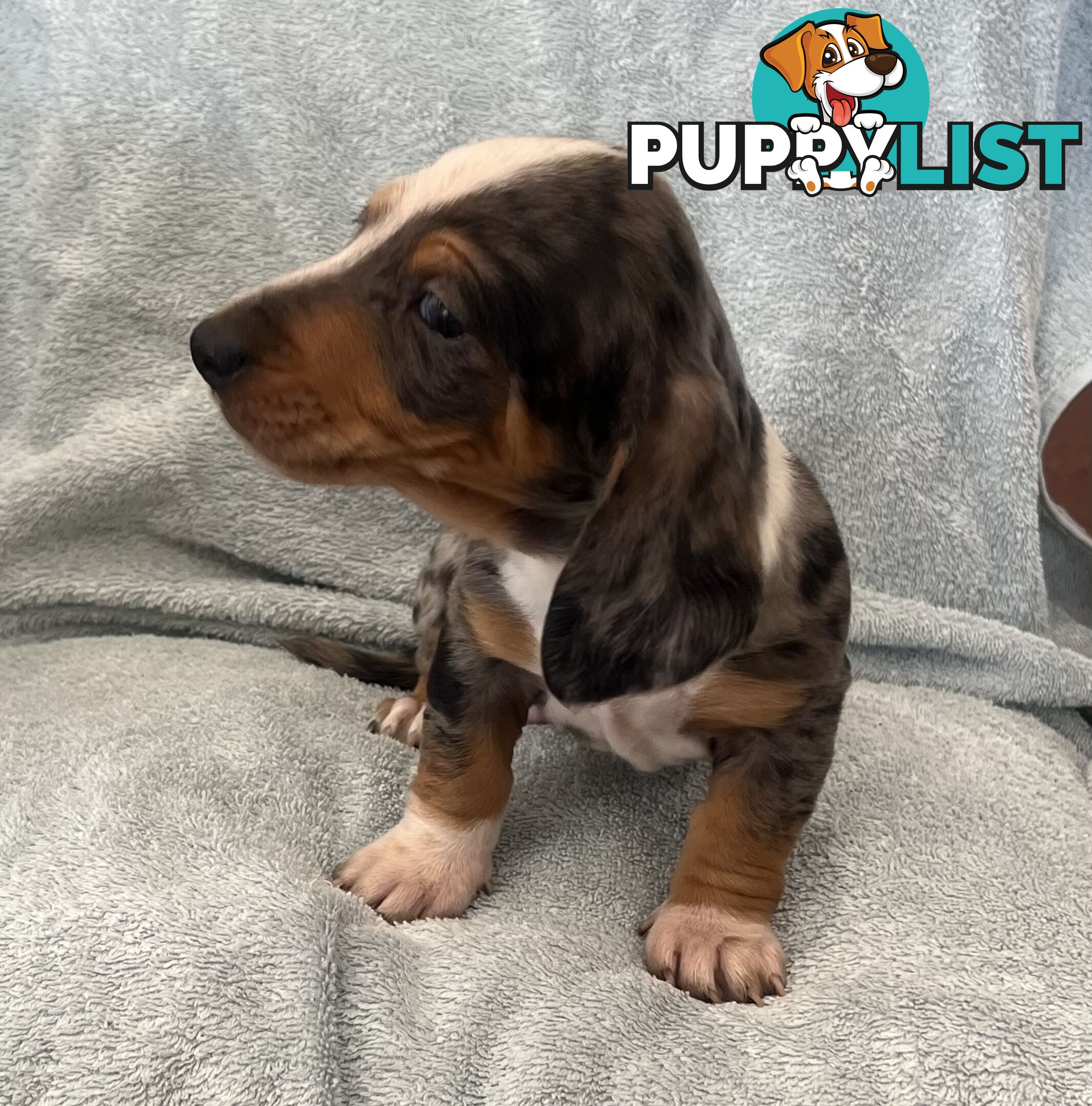 Dachshund Puppies ready for their forever homes now