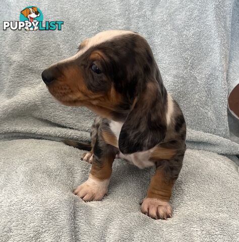 Dachshund Puppies ready for their forever homes now