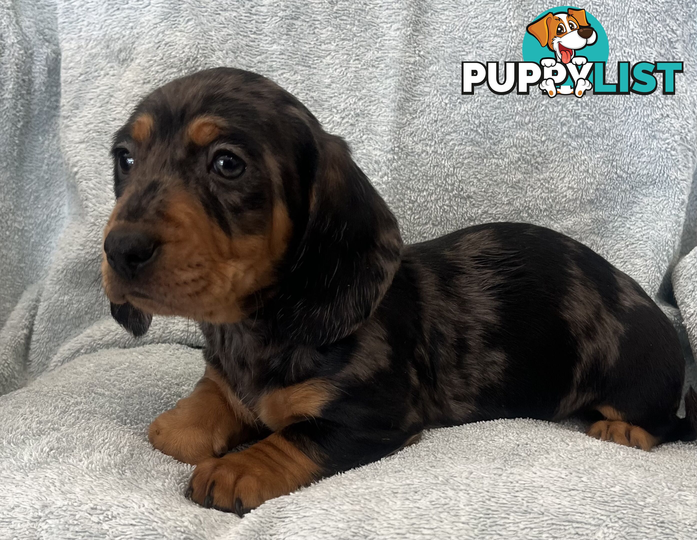 Dachshund Puppies ready for their forever homes now
