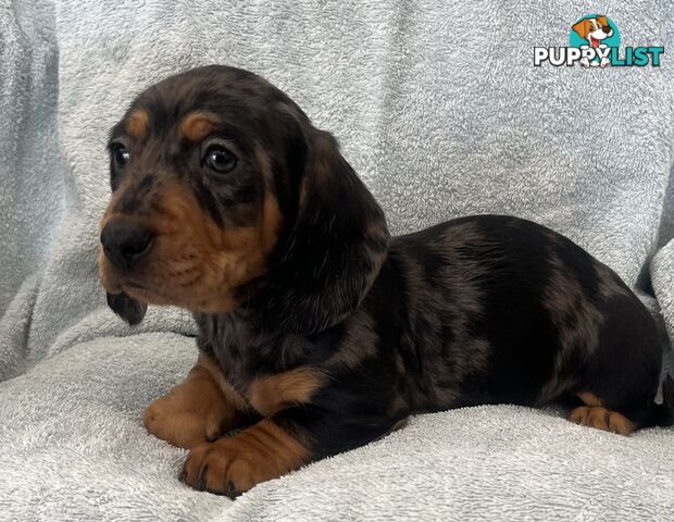 Dachshund Puppies ready for their forever homes now